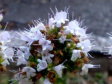 Una seconda Lamiacea - Origanum sp.
